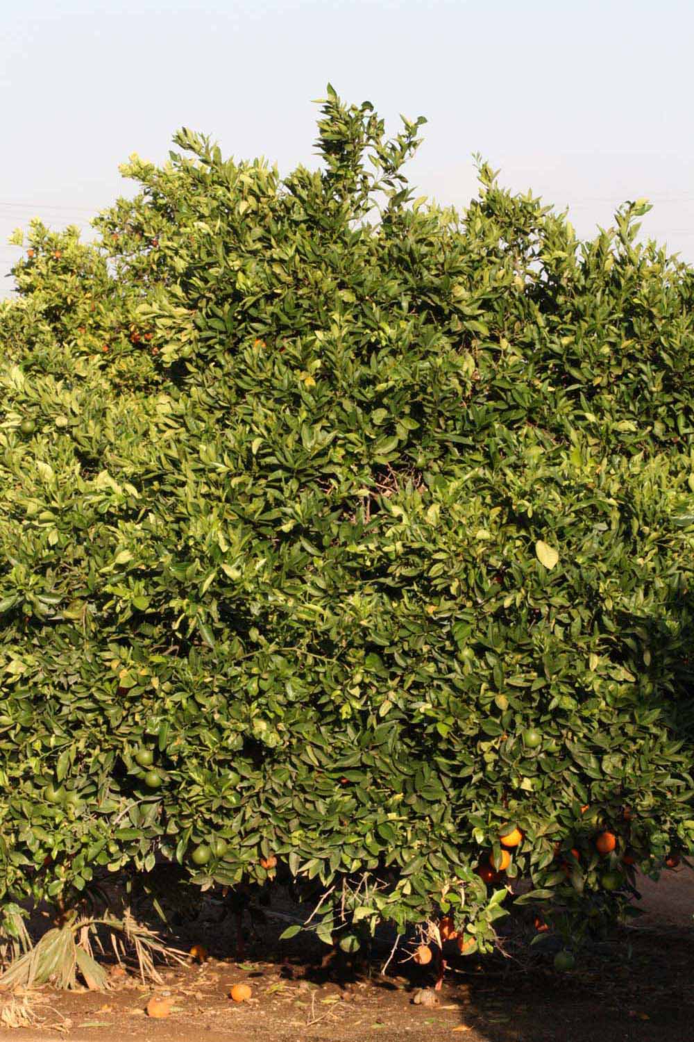            Habit (Riverside, CA)   